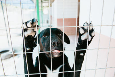 Close-up of dog in cage