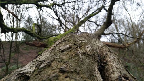 Tree trunk in forest