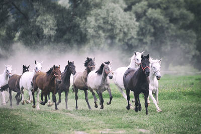 Horses running on field