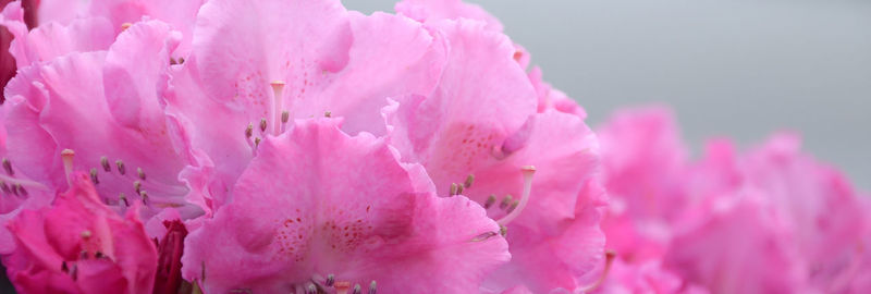 Close-up of pink cherry blossom