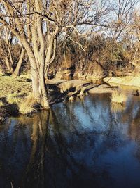 Reflection of bare trees in lake
