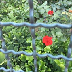 Full frame shot of red flowers