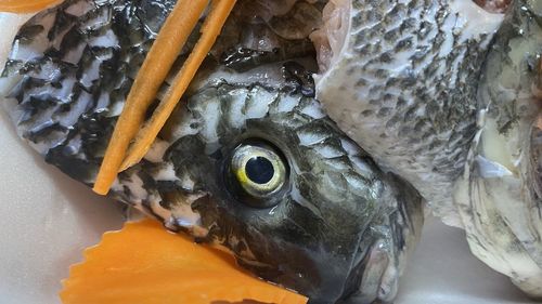Close-up of fish for sale