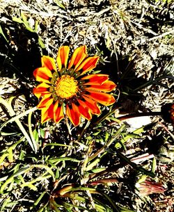 High angle view of orange flowering plant