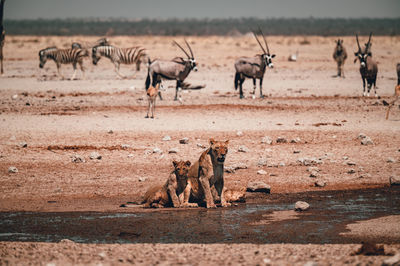 A group of lions preventing other animals from drinking in etosha national park in namibia