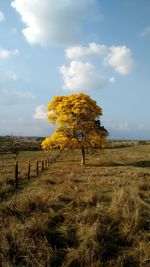 Tree on grassy field against sky