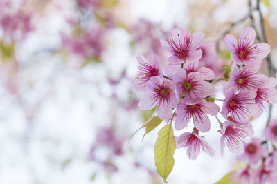 Close-up of pink cherry blossoms