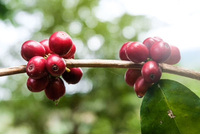 Close-up of fruits growing on tree