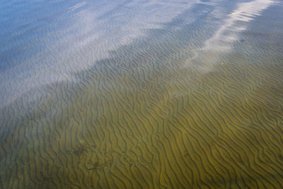 High angle view of jellyfish swimming in water