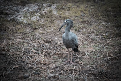 Close-up of bird perching on field