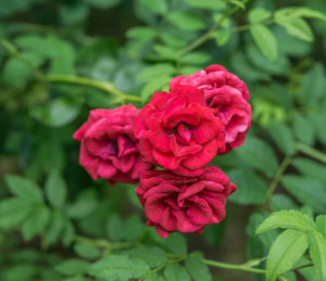 Close-up of red rose blooming outdoors