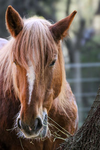Close-up of horse