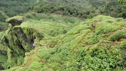 Scenic view of forest