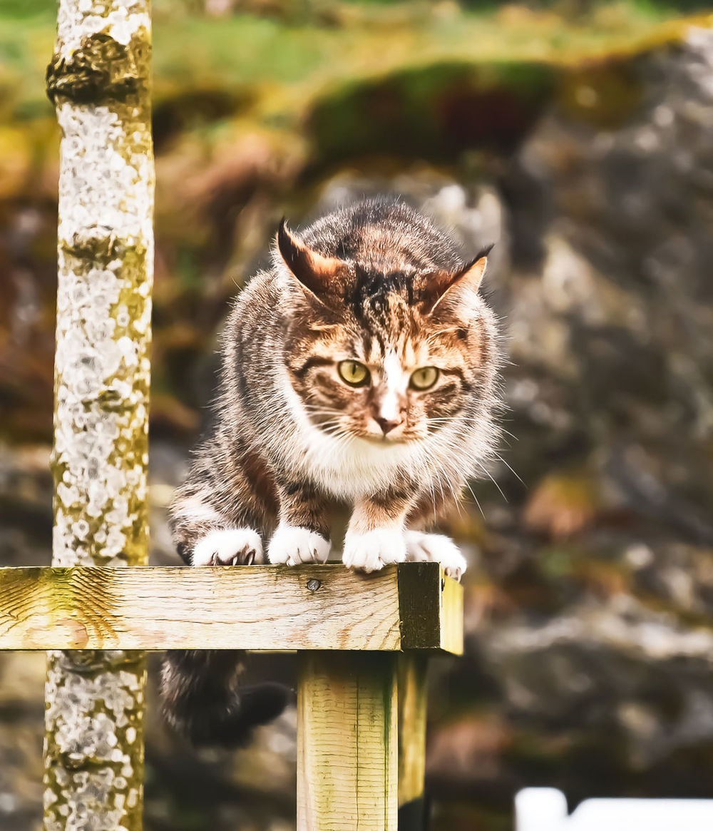 PORTRAIT OF CAT