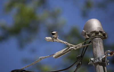 Close-up of a bird on metal