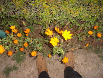 Low section of woman standing on grass