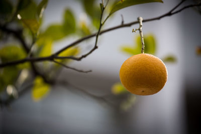 Close-up of orange hanging on tree