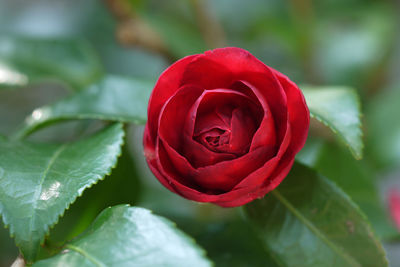 Close-up of red rose