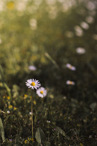 Close-up of white flowering plant on land