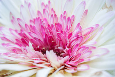 Close-up of pink flower