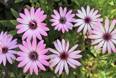 Close-up of pink flowers