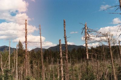 Bare trees on landscape against sky