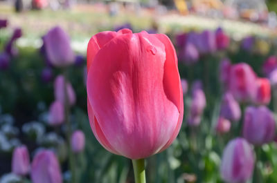 Close-up of pink tulip