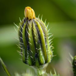 Close-up of succulent plant