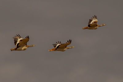 Low angle view of birds flying