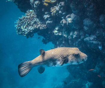 Fish swimming in sea