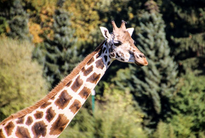 Close-up of giraffe neck at zoo