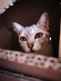 Close-up portrait of cat in the box