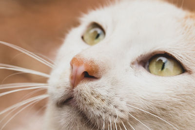 Close-up portrait of a cat