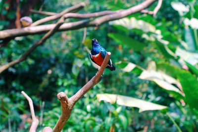 Bird perching on a branch