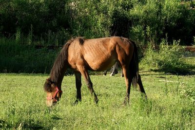 Horse grazing on field