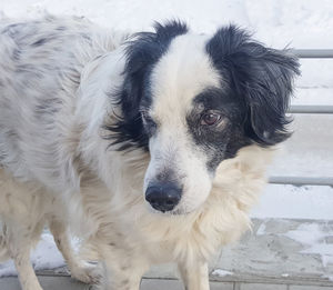 Close-up portrait of dog