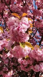 Low angle view of pink flowers blooming on tree