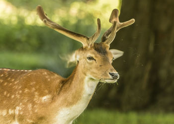 Close-up of deer