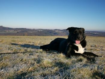 Dog relaxing on field against clear sky