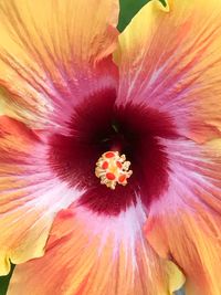 Full frame shot of orange day lily blooming outdoors