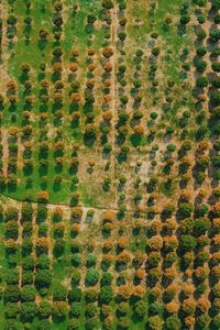 Full frame shot of agricultural field