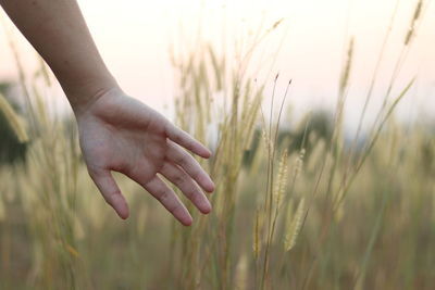 Close-up of wheat growing on field