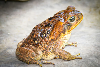 Close-up of frog on field