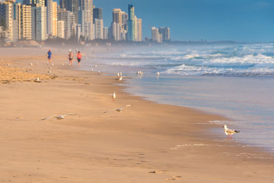 View of seagulls on beach