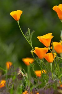 Close-up of yellow flower