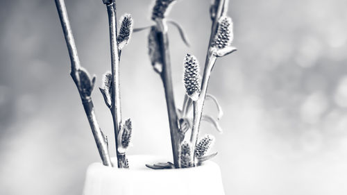 Close-up of flowering plant