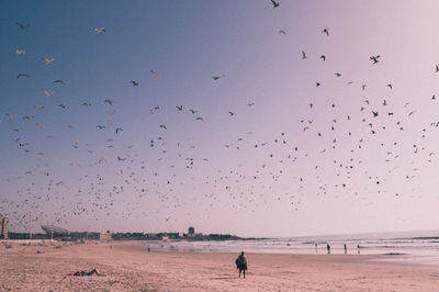 Birds flying over beach against clear sky