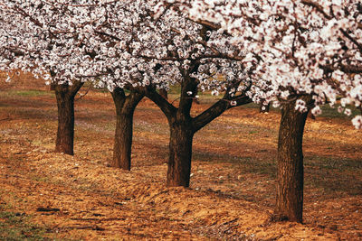 Cherry blossom tree in field