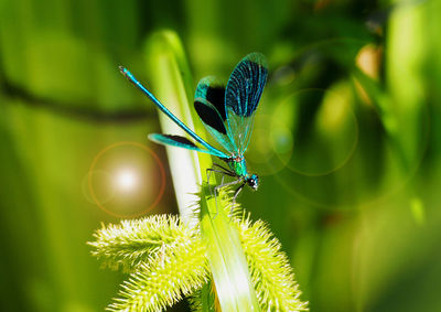 Close-up of caterpillar on plant