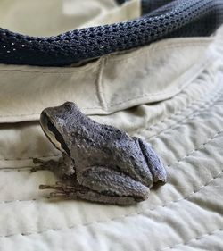 Close-up of frog on bed